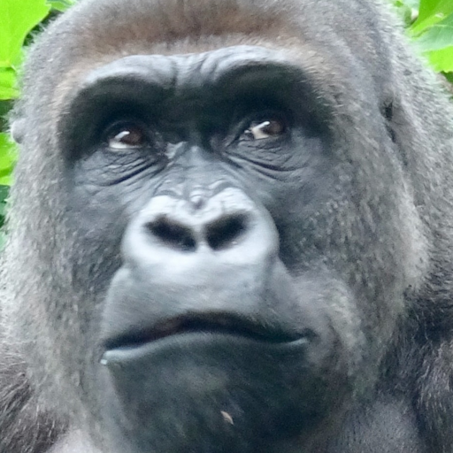 GORILLA SLOT INFINITY